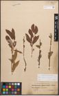Foto von Salix caprea L. x Salix purpurea L.